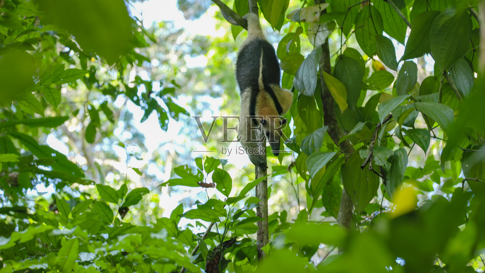 小食蚁兽爬下树干在科科瓦多的热带雨林照片摄影图片