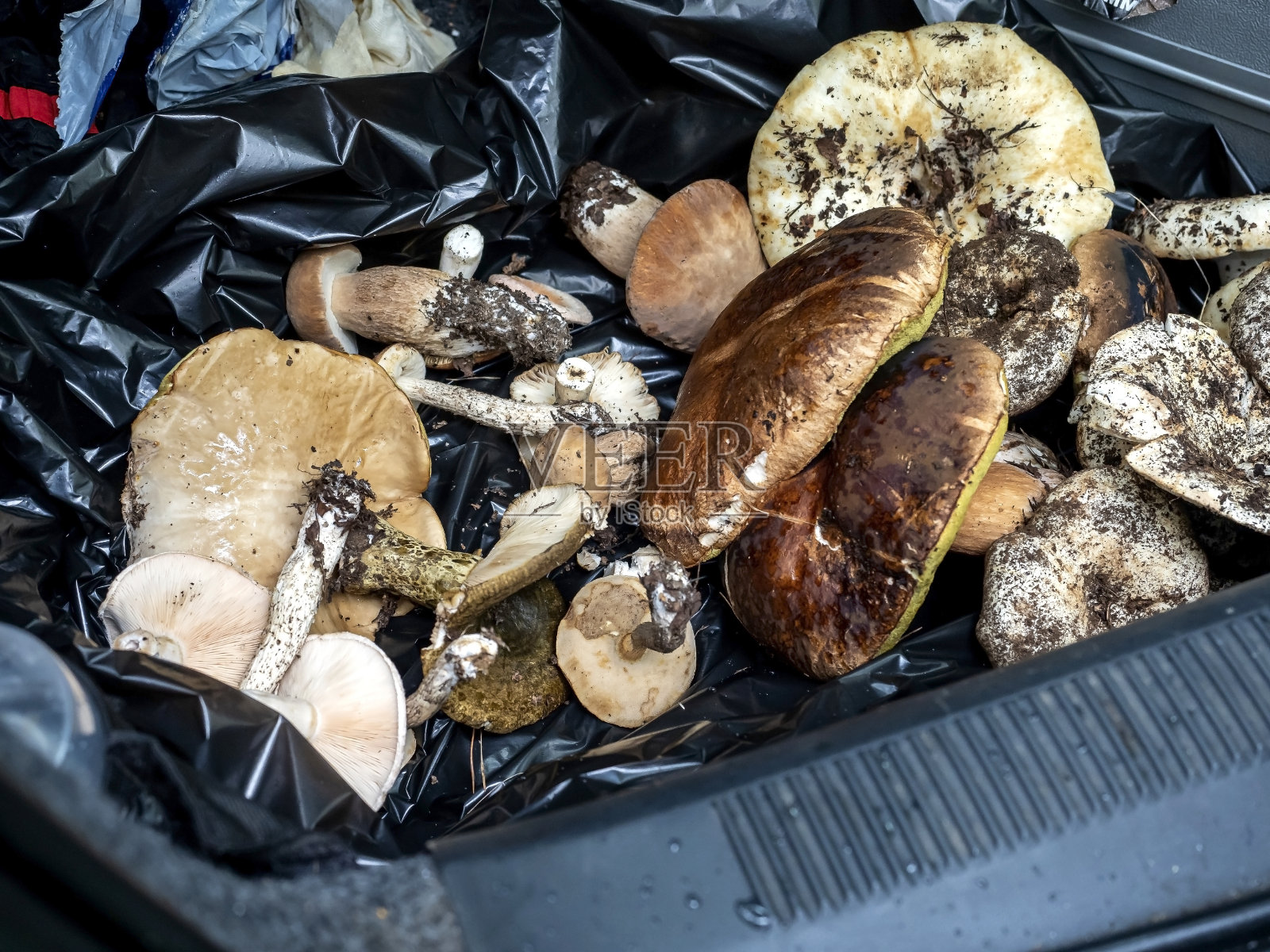 刚从森林里采来的各种新鲜的食用菌照片摄影图片