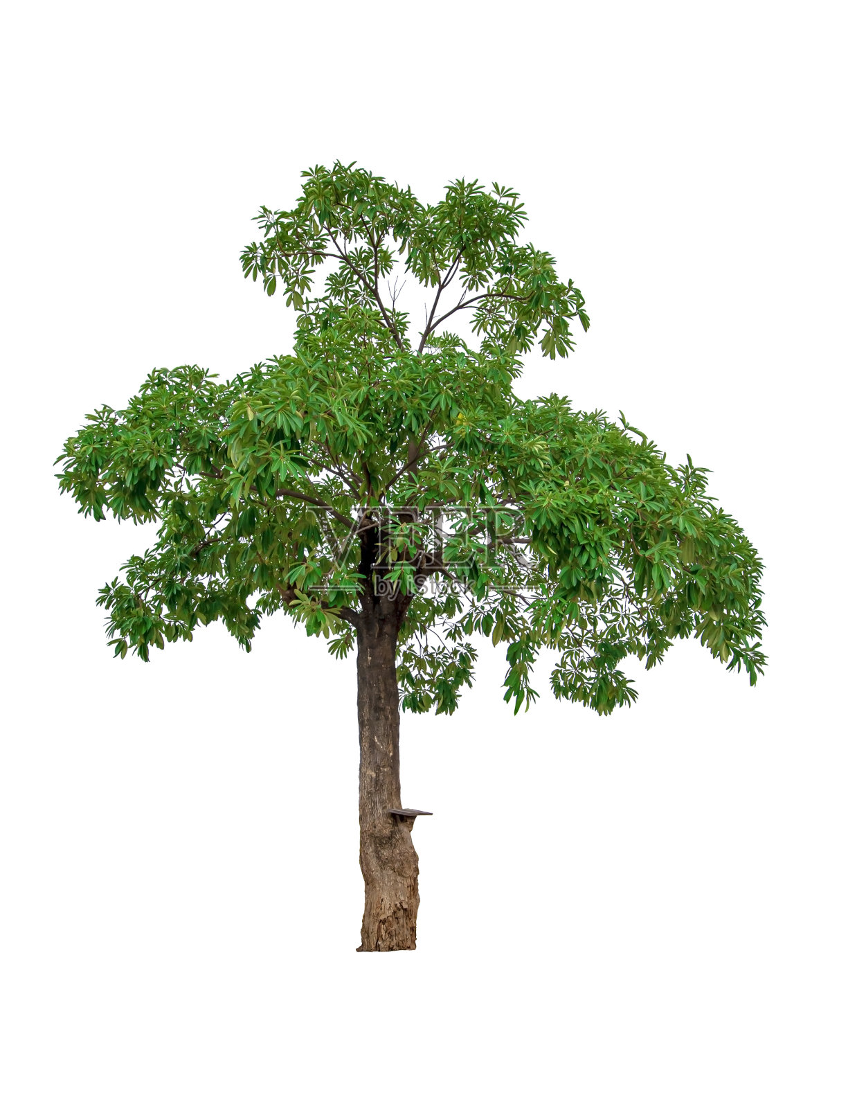 美丽的绿叶，单树孤立在白色的背景照片摄影图片