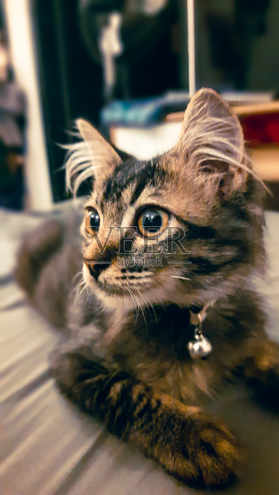 波斯猫很可爱照片摄影图片