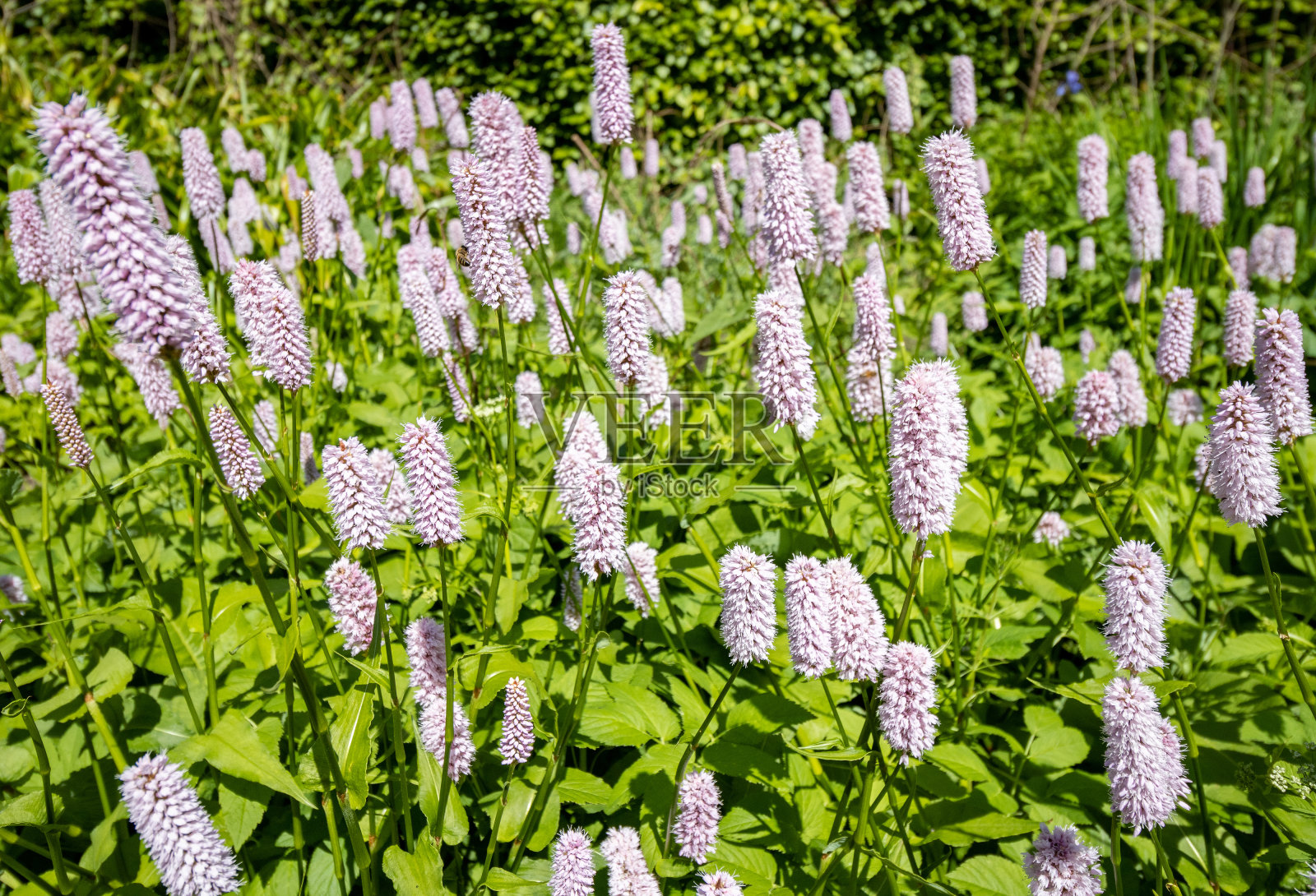 威尔士卡迪夫布特公园的官方历史学家照片摄影图片