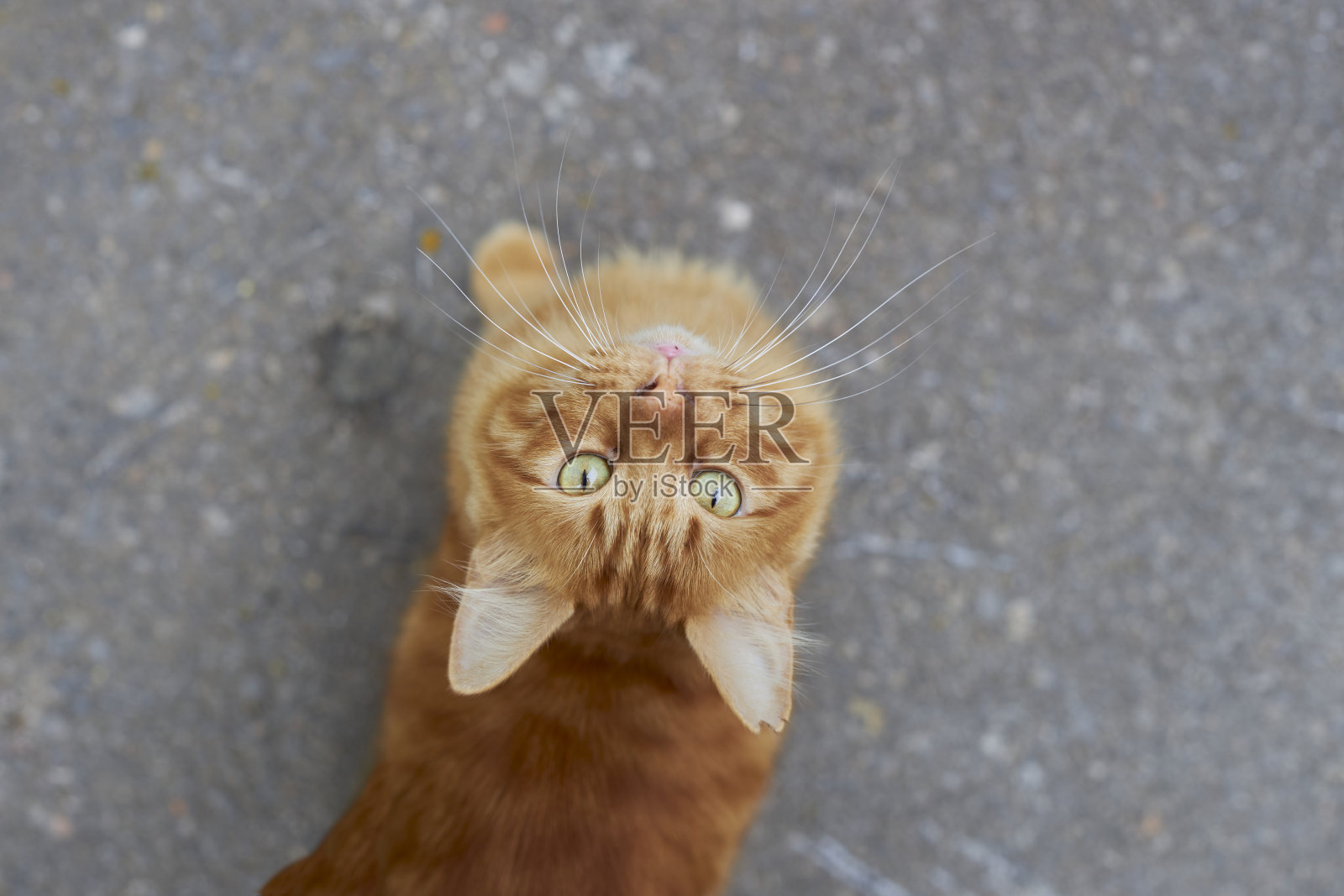 橙色猫的肖像向上看照片摄影图片