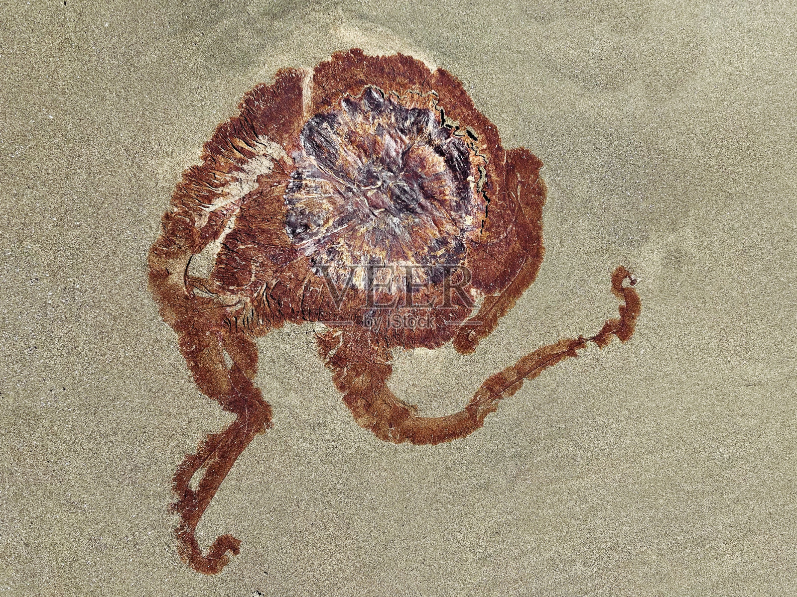 沙滩上干涸的死水母照片摄影图片