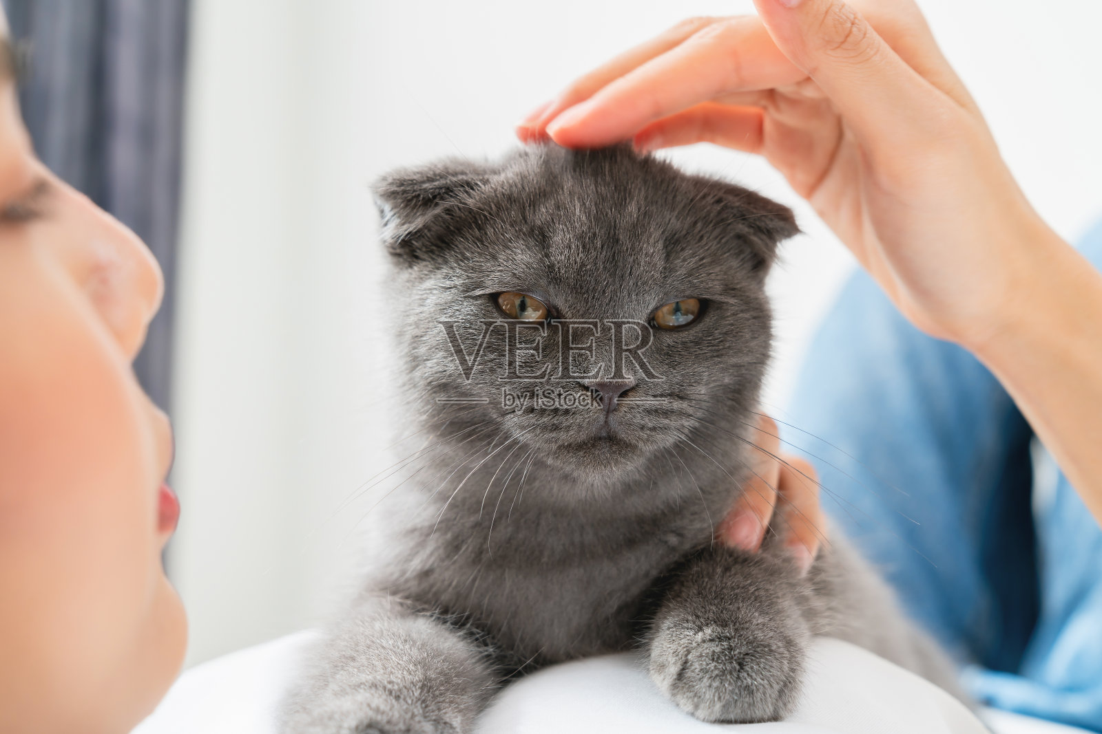 女人躺在床上，玩着蓝黑色的小猫，用手摸着房间的头。照片摄影图片