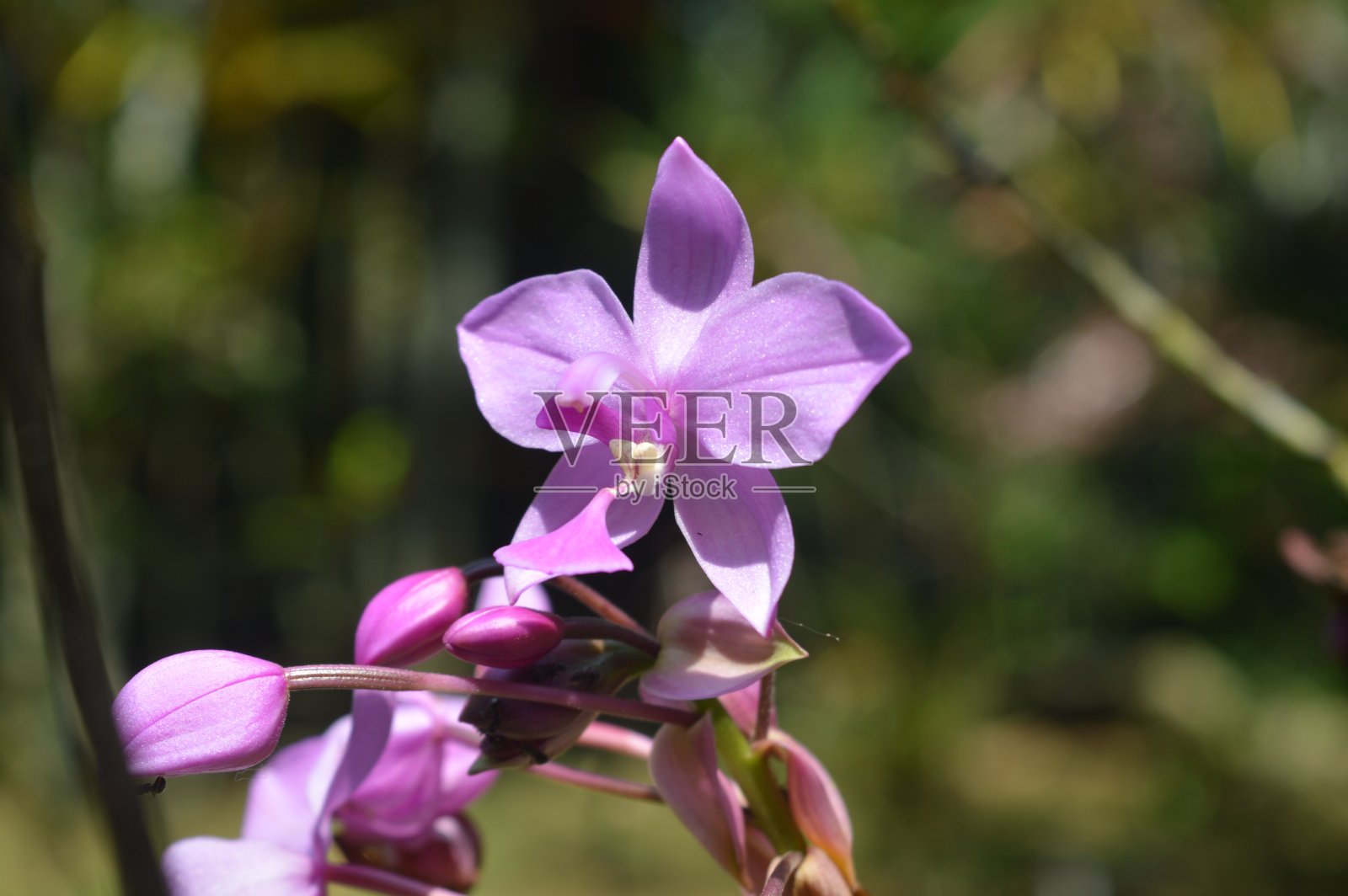 选择性重点，紫土兰植物学名spthoglottis plicata，俗称菲律宾土兰，属陆生植物。照片摄影图片