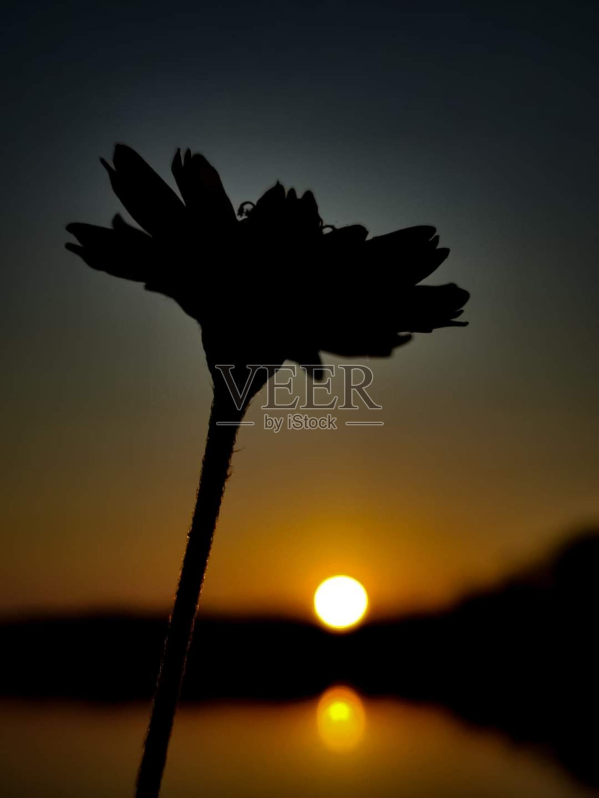 在一个美丽的早晨，花的影子和太阳。照片摄影图片