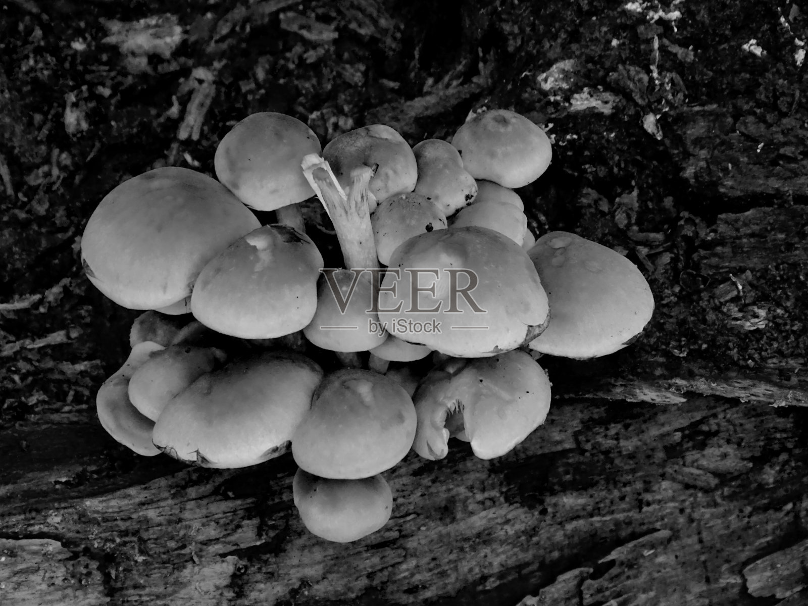 真菌菌落照片摄影图片