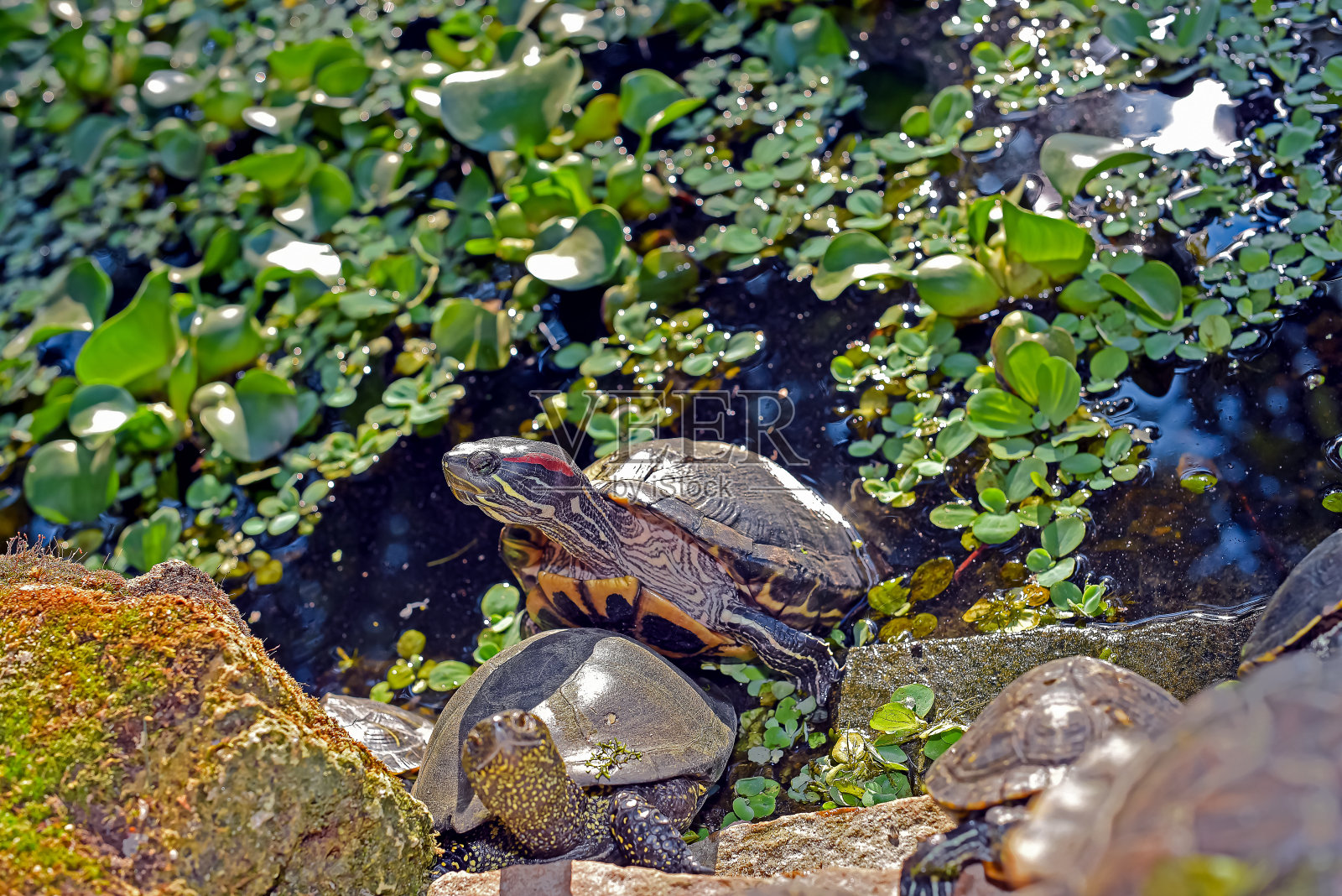 一只大红耳龟在阳光下晒太阳照片摄影图片