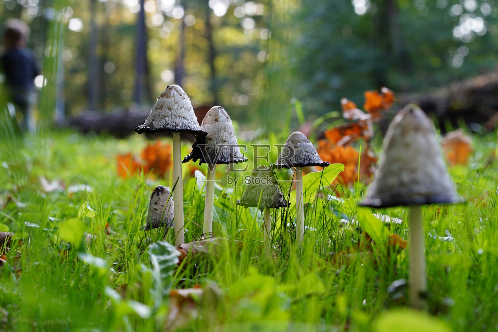 毒蘑菇被称为毒蘑菇或毛墨盖野生蘑菇生长在城市公园照片摄影图片