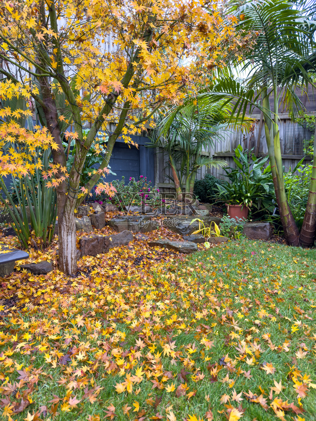 后院花园里的落叶照片摄影图片