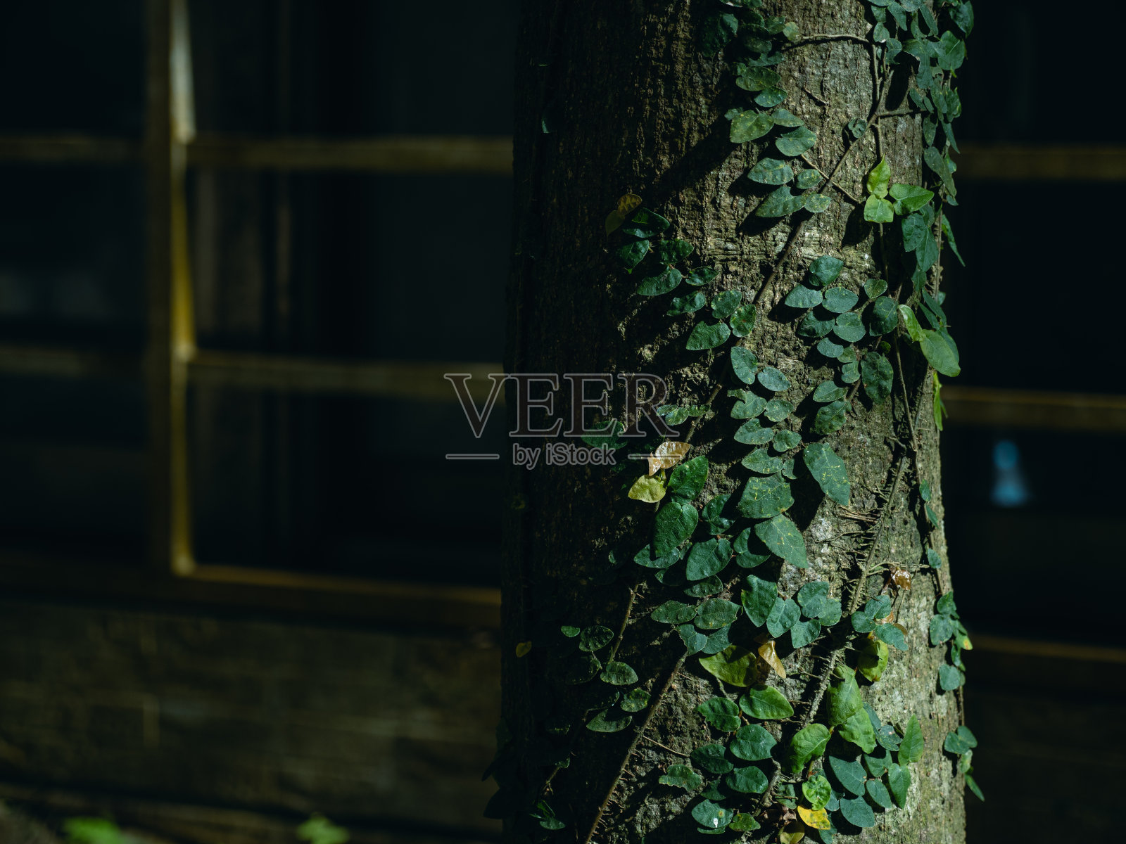 寄生蕨类植物爬树的特写镜头照片摄影图片