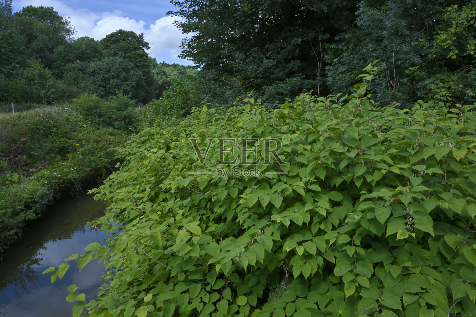 日本结缕草;照片摄影图片