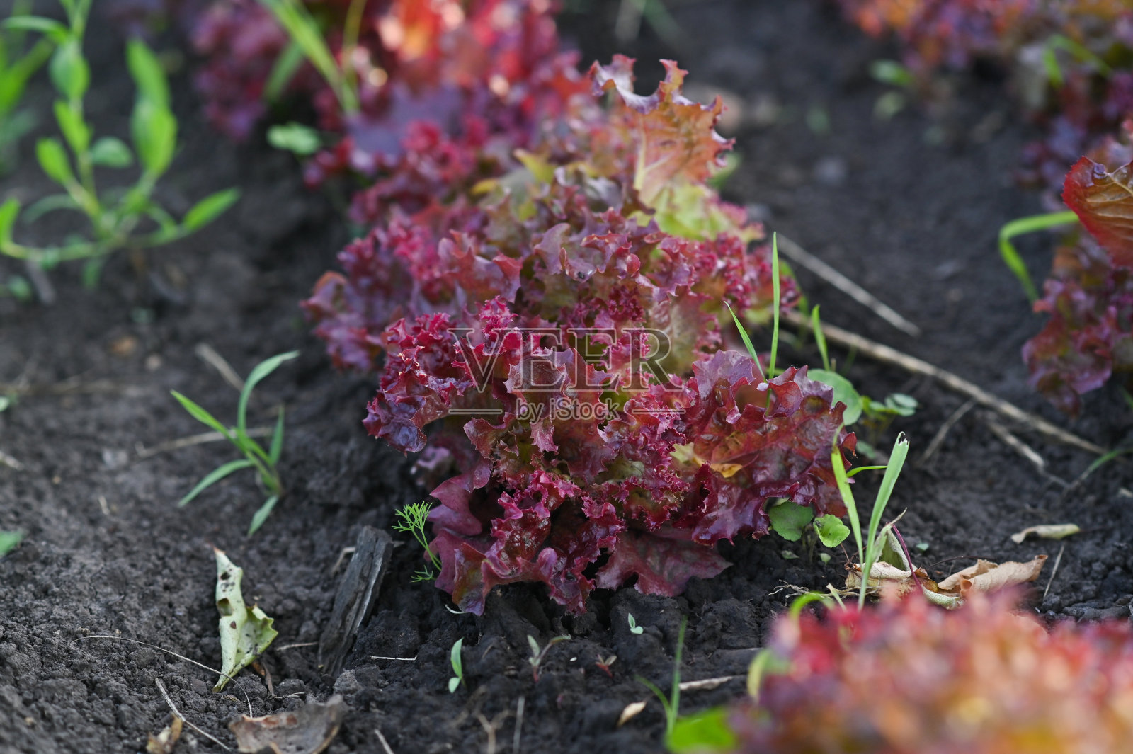 花园里的红叶蔷薇沙拉照片摄影图片
