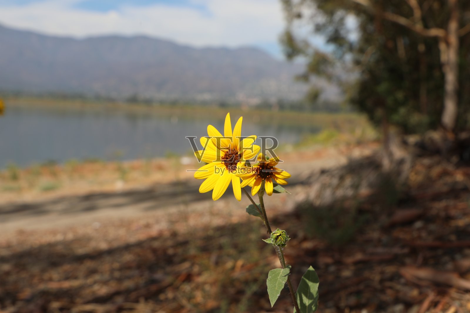 加州埃尔西诺湖照片摄影图片