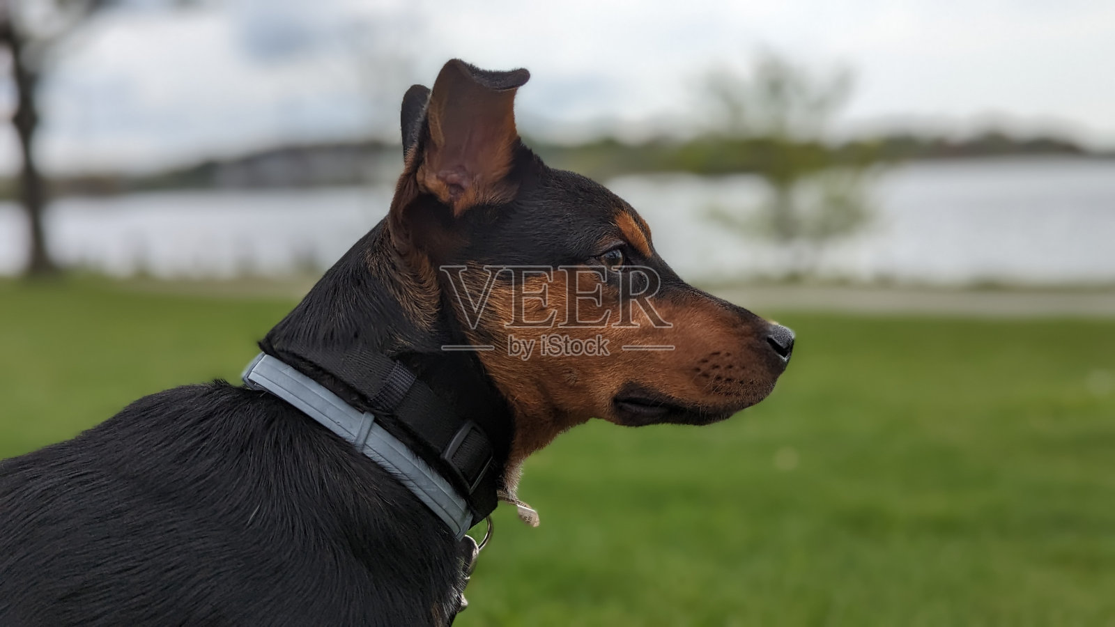 人类最好的朋友照片摄影图片