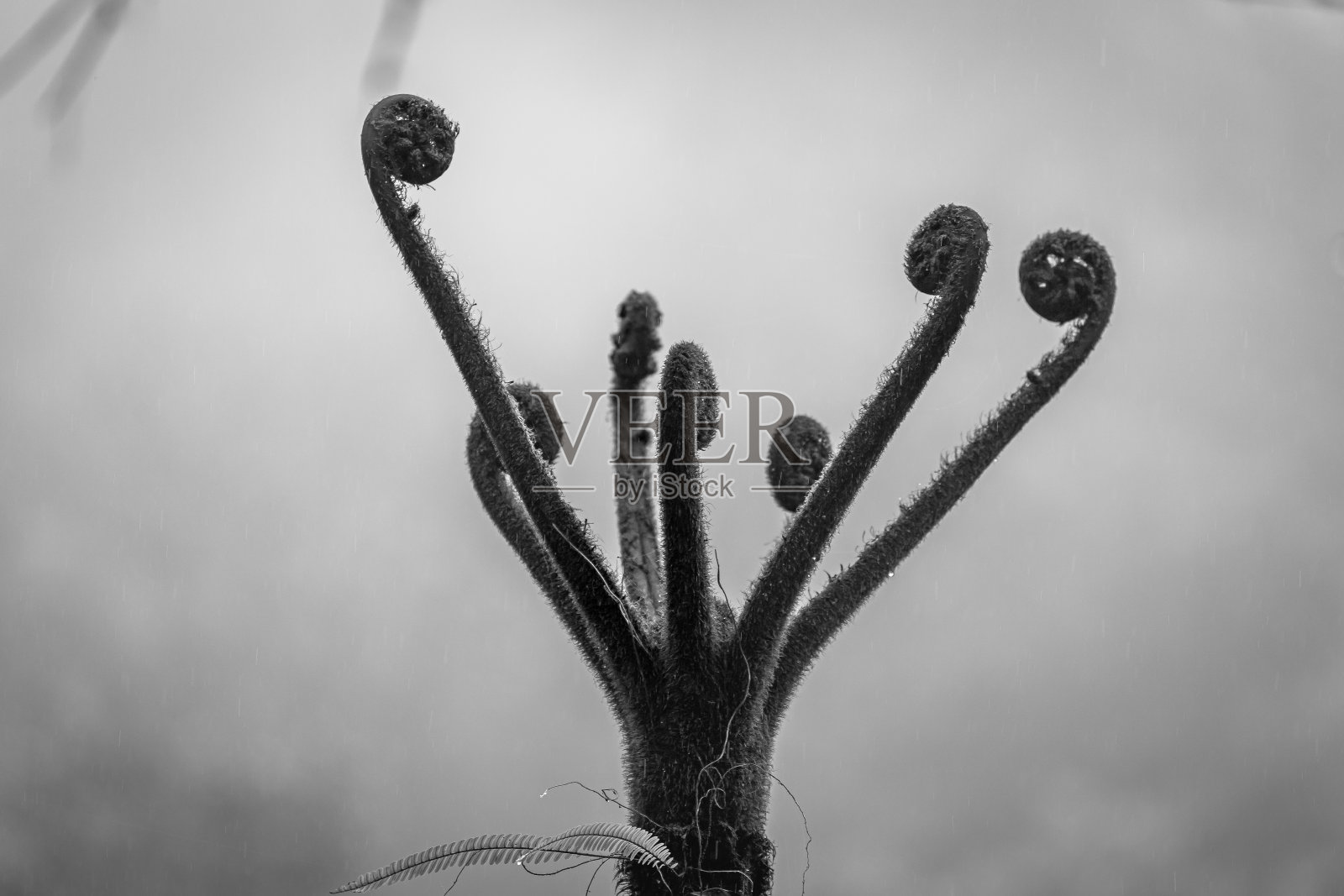 单色植被剪影照片摄影图片