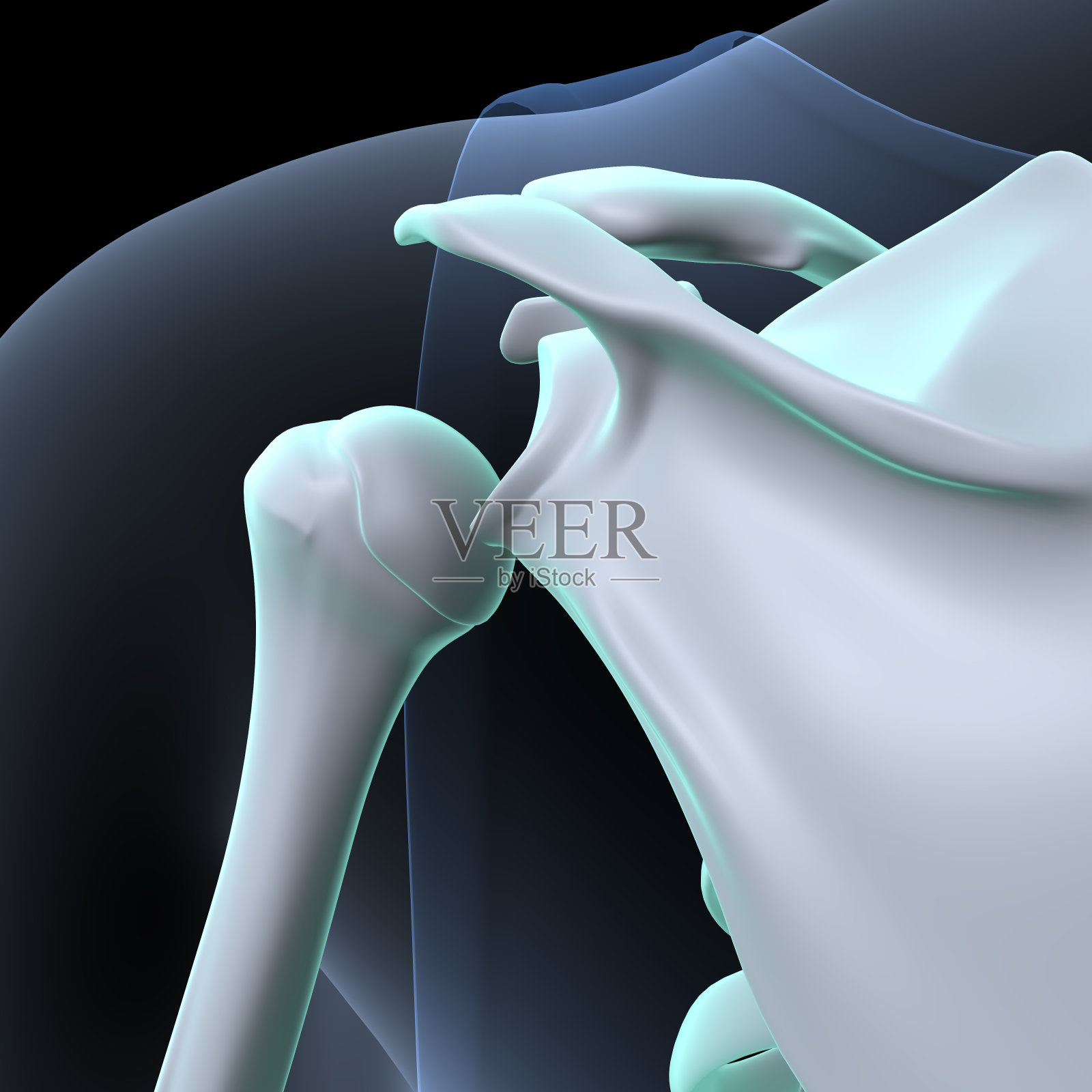 人体骨骼肩胛骨，肋骨，胸骨和柄解剖。三维演示照片摄影图片