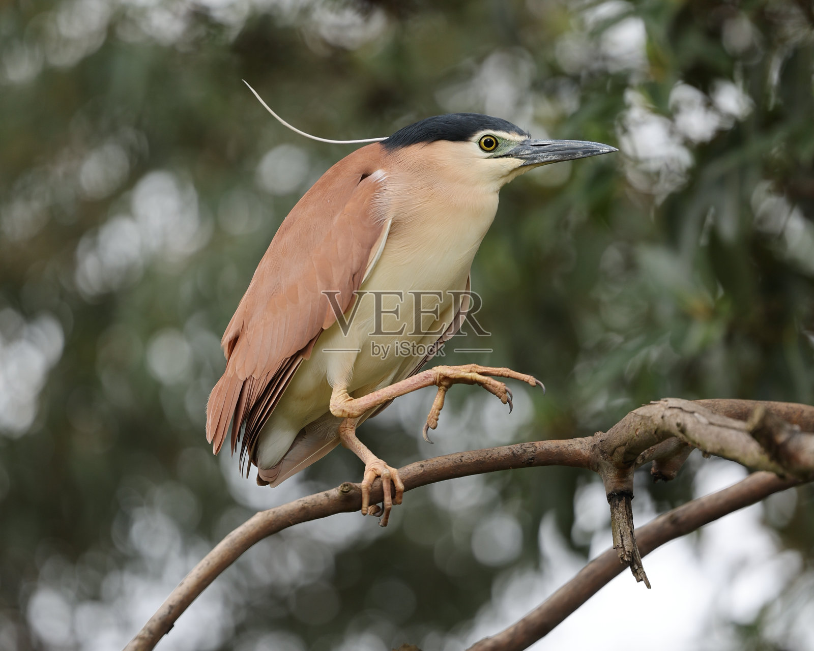 南京夜鹭照片摄影图片