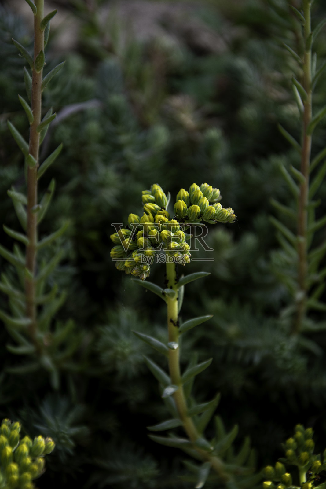 花园里的一株植物照片摄影图片