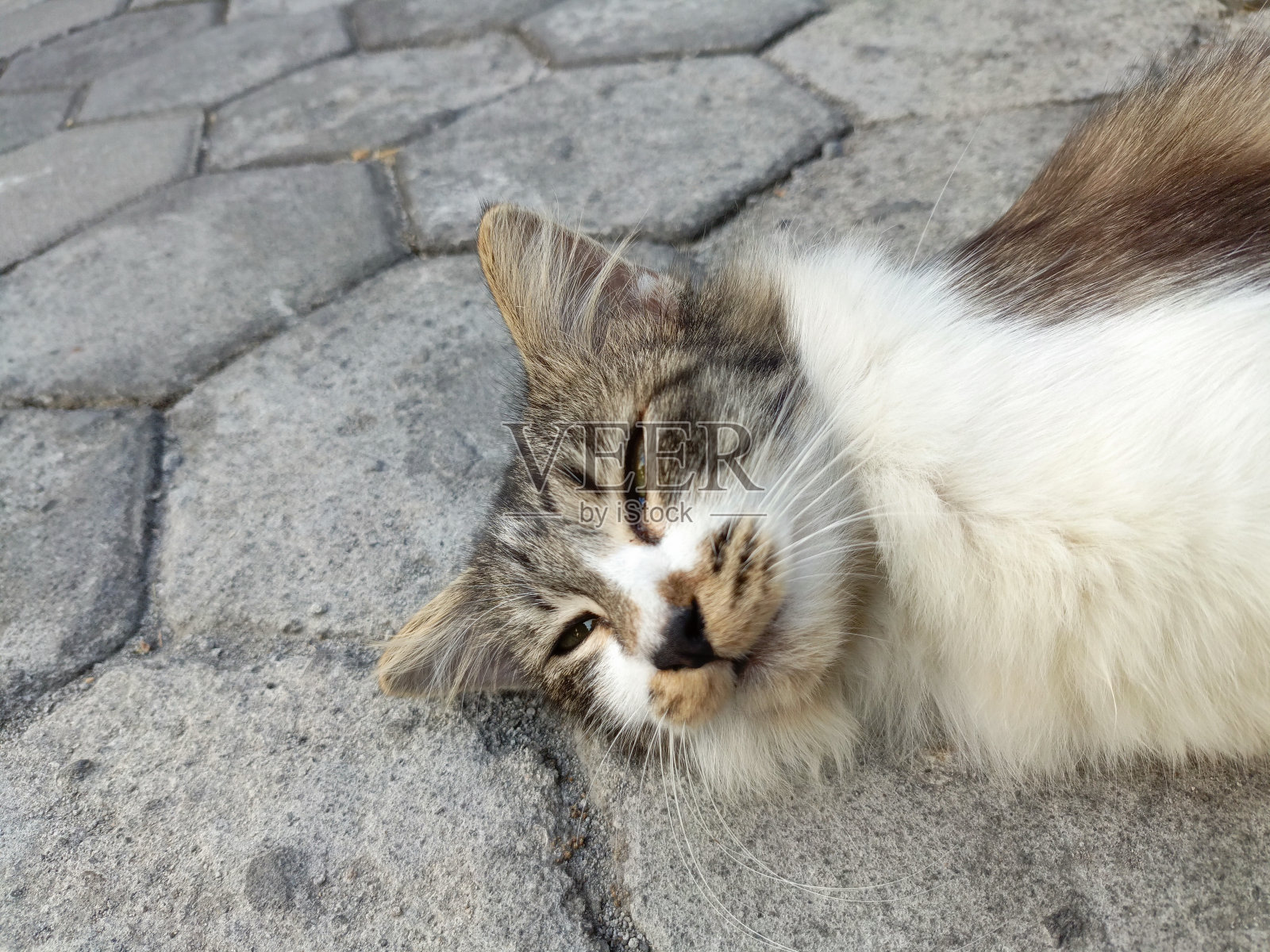 猫在地板上摆姿势和玩耍照片摄影图片