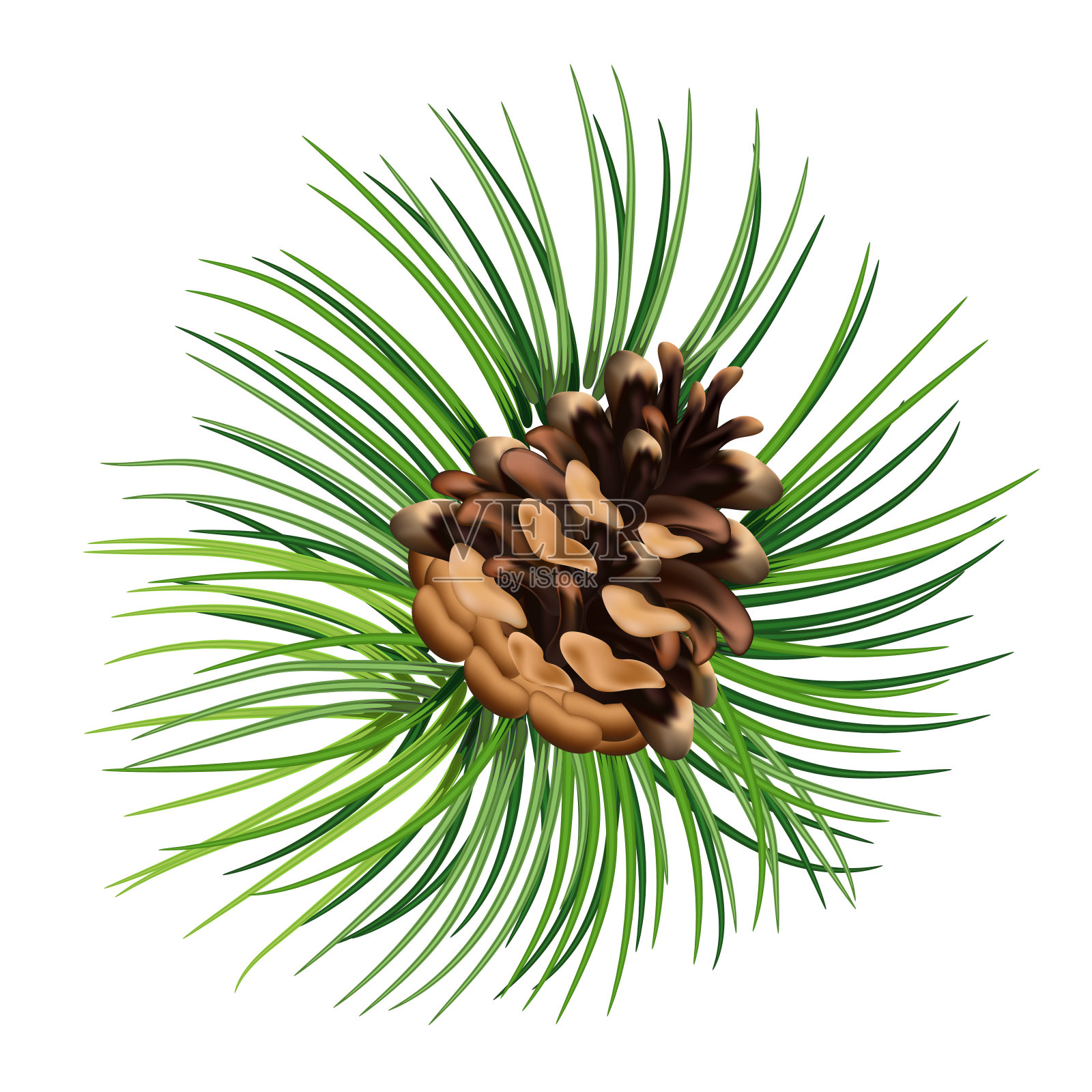 圣诞装饰植物与绿色的树枝和松果矢量插图写实组成。每股收益10插画图片素材