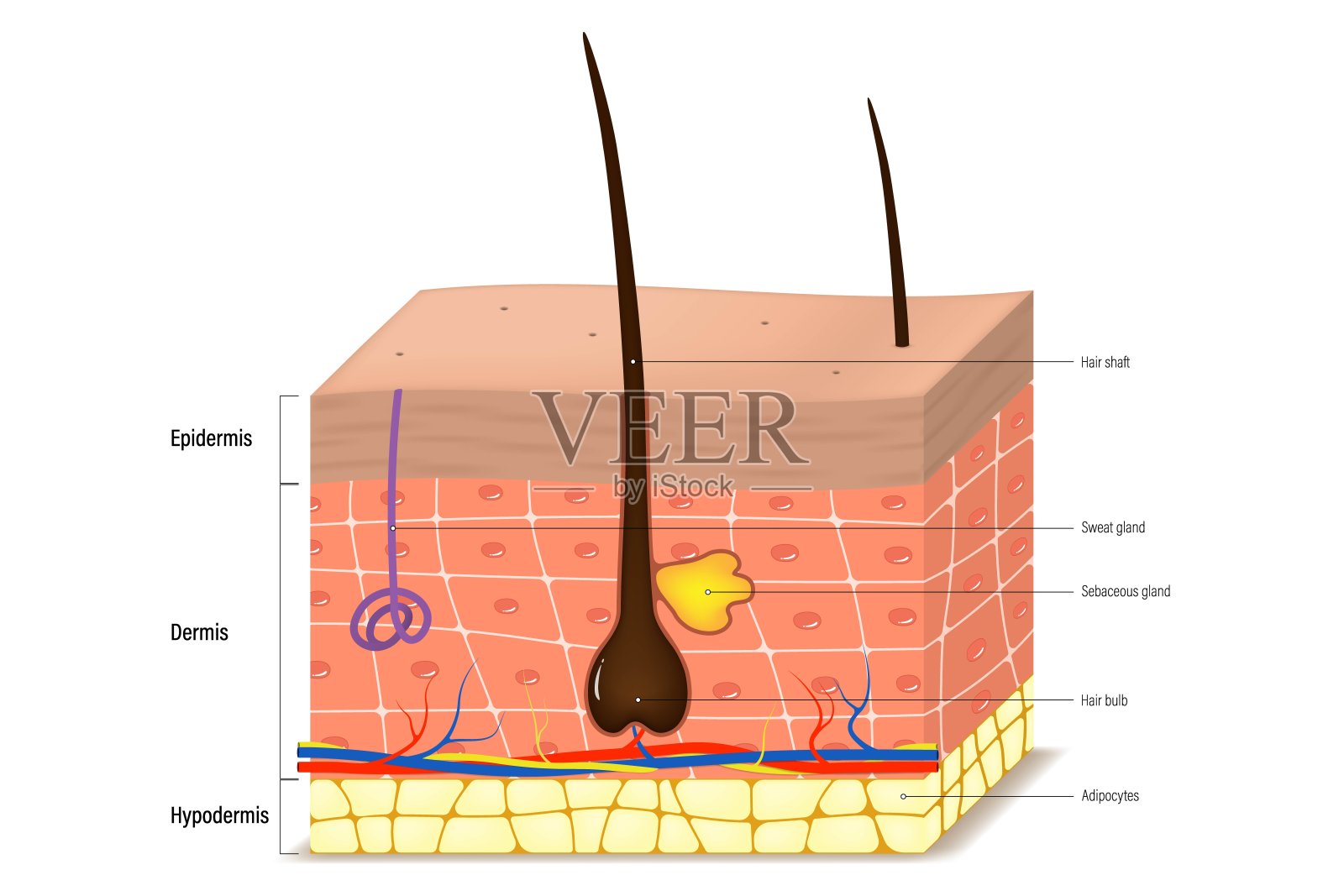 皮肤层结构向量。人体皮肤解剖。表皮，真皮，皮下。插画图片素材