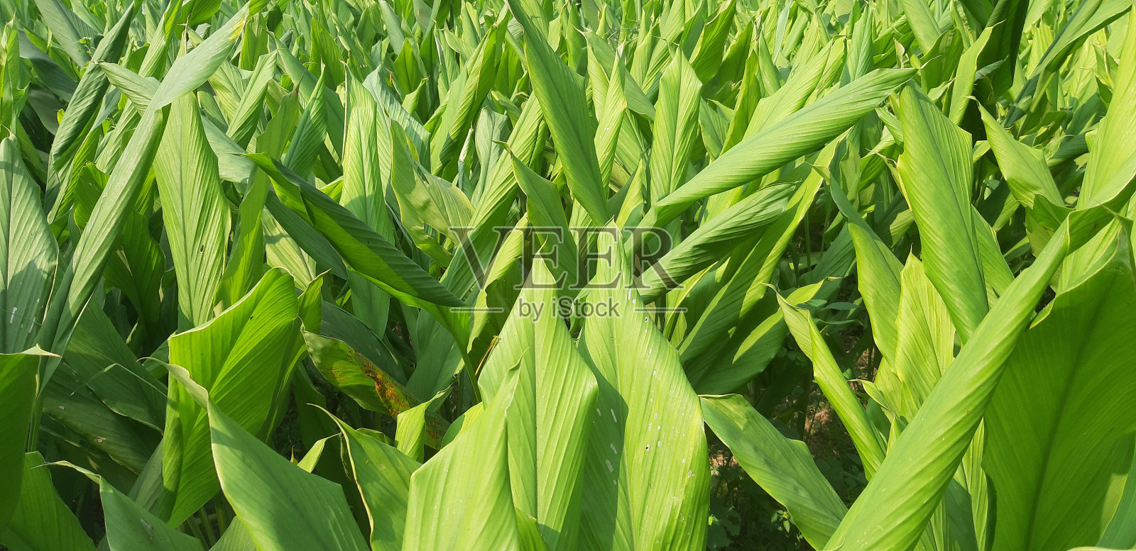 Belip Raif2照片摄影图片