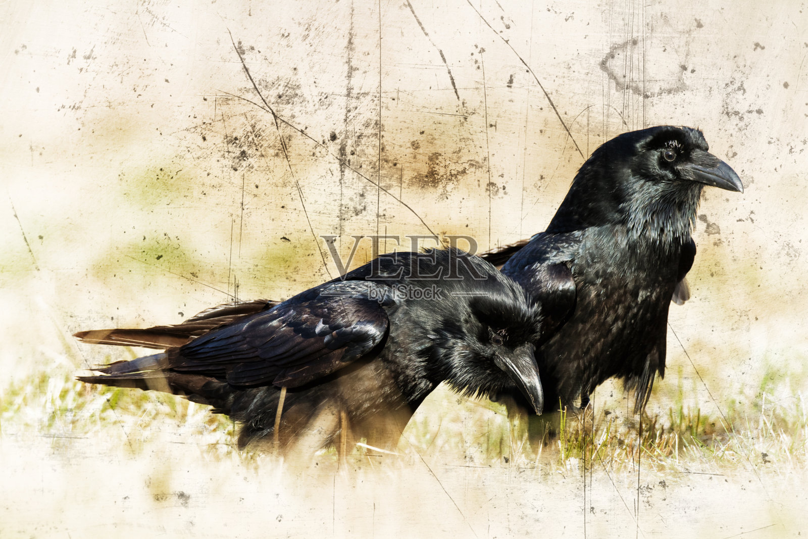 美丽的乌鸦Corvus corax北波兰欧洲，飞行的鸟，黑暗的过滤器-万圣节照片摄影图片
