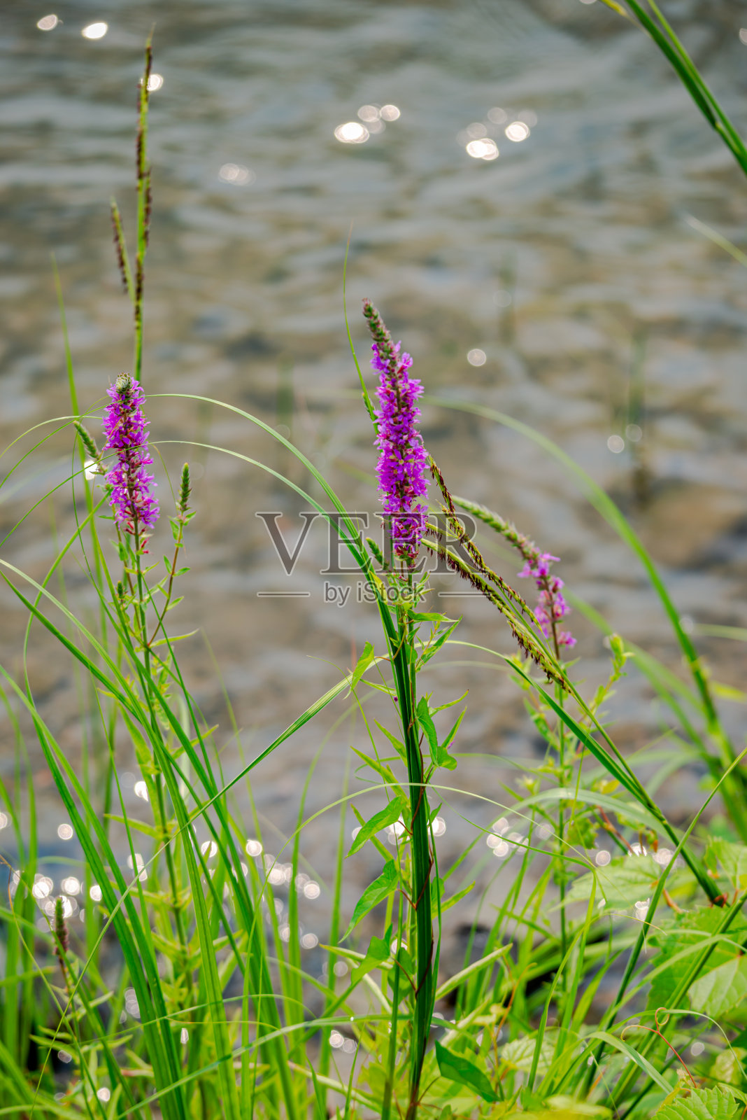 圣劳伦斯河边的野花和植物照片摄影图片