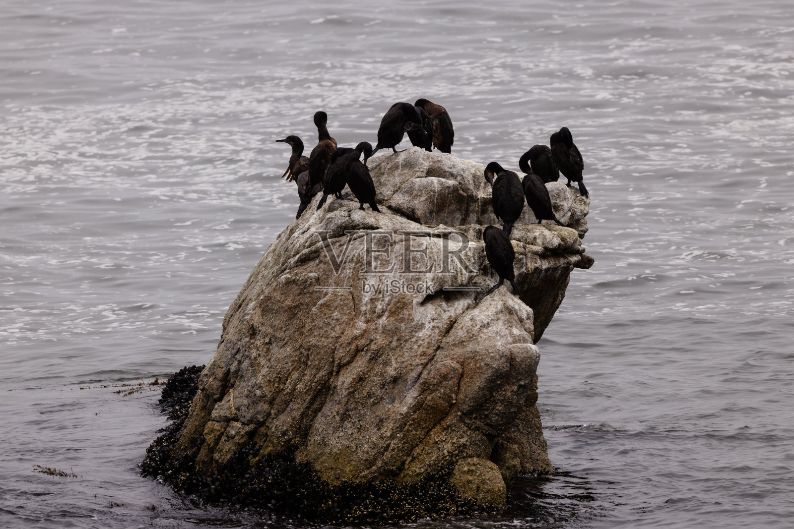 Double-crested鸬鹚照片摄影图片