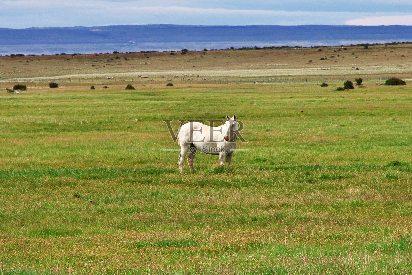 智利巴塔哥尼亚绿色田野上的马照片摄影图片