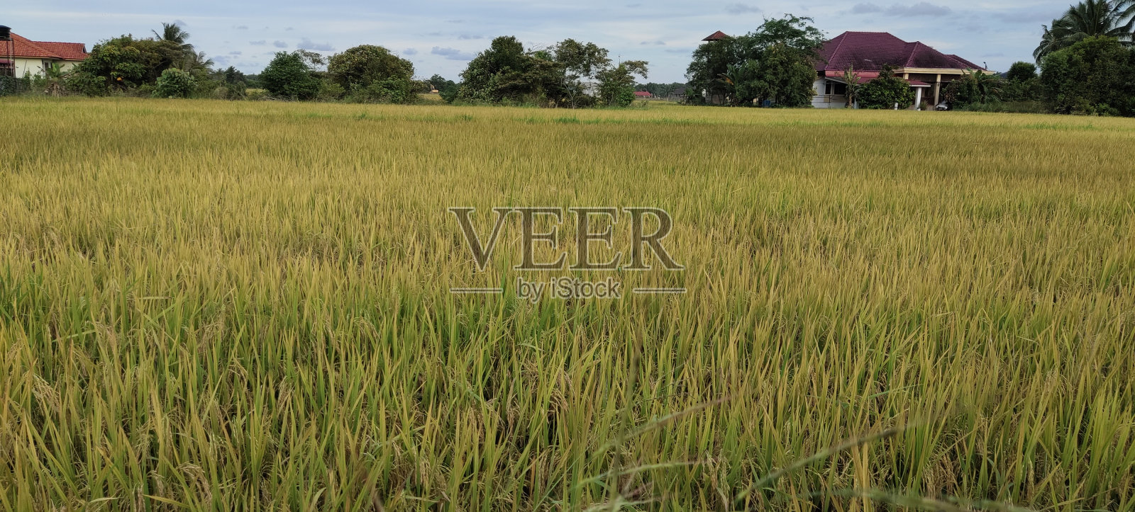 水稻照片摄影图片