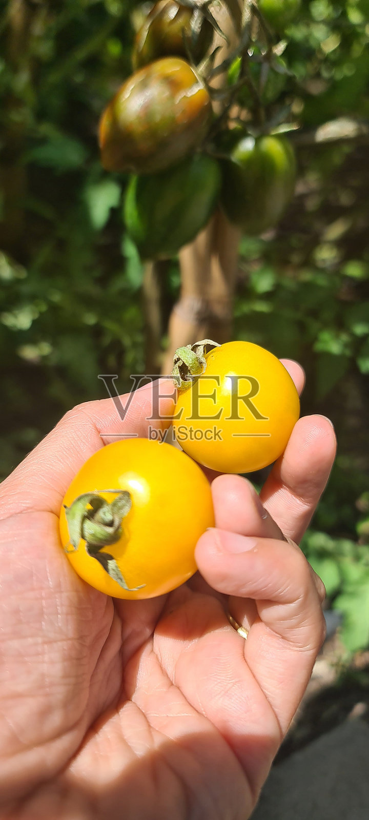 黄色的西红柿照片摄影图片