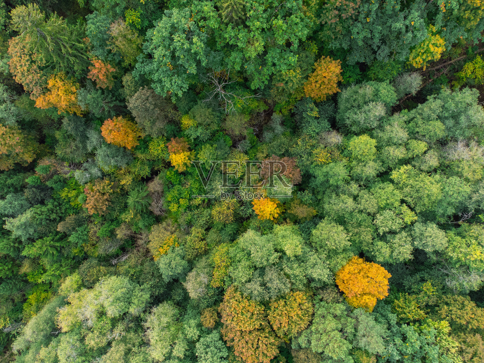 秋天的森林，五颜六色的树木从上面，鸟瞰照片摄影图片