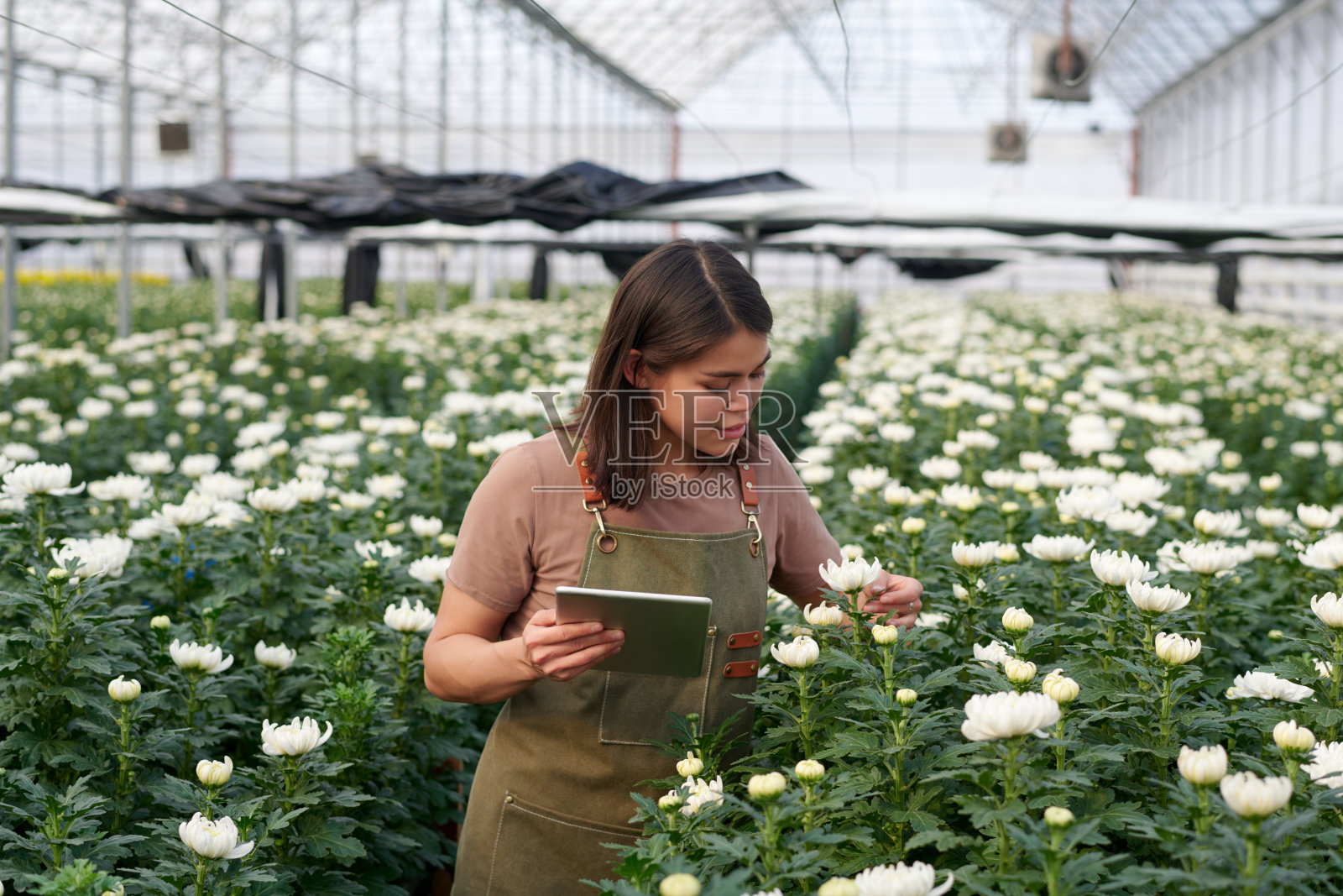 年轻的女园丁拿着石碑看着盛开的白菊花照片摄影图片