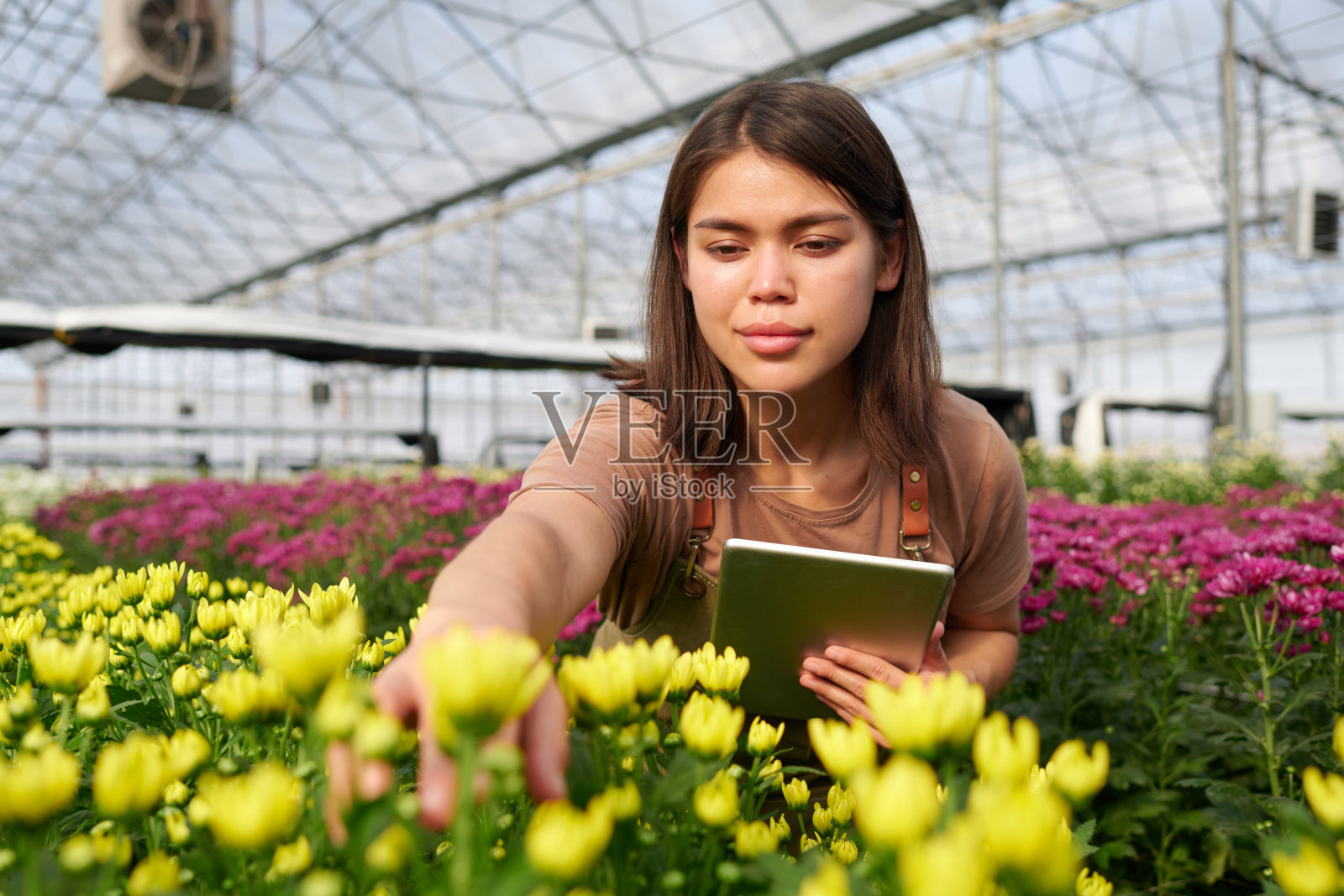 专注于年轻漂亮的女人使用平板电脑和弯腰对黄花照片摄影图片