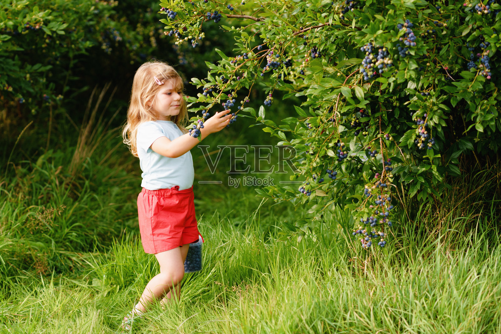 幼儿园的小女孩在蓝莓地里采摘新鲜的浆果。蹒跚学步的孩子在有机果园农场采摘蓝莓。蹒跚学步的农业。学龄前儿童园艺。夏天的家庭乐趣。健康的生物食品。照片摄影图片