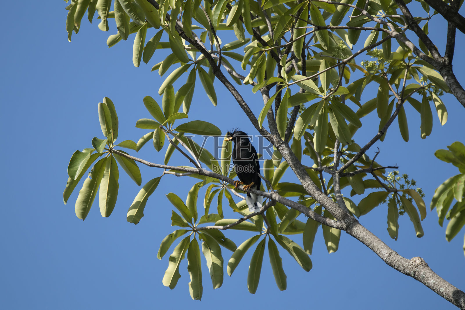 八哥照片摄影图片