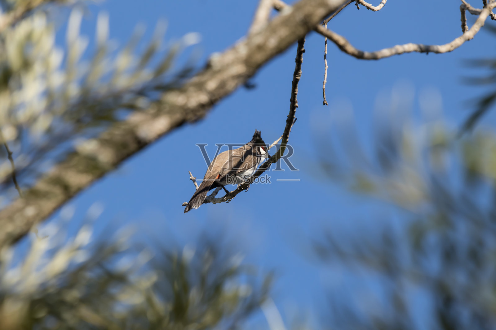 树上的红须bulbulbird照片摄影图片