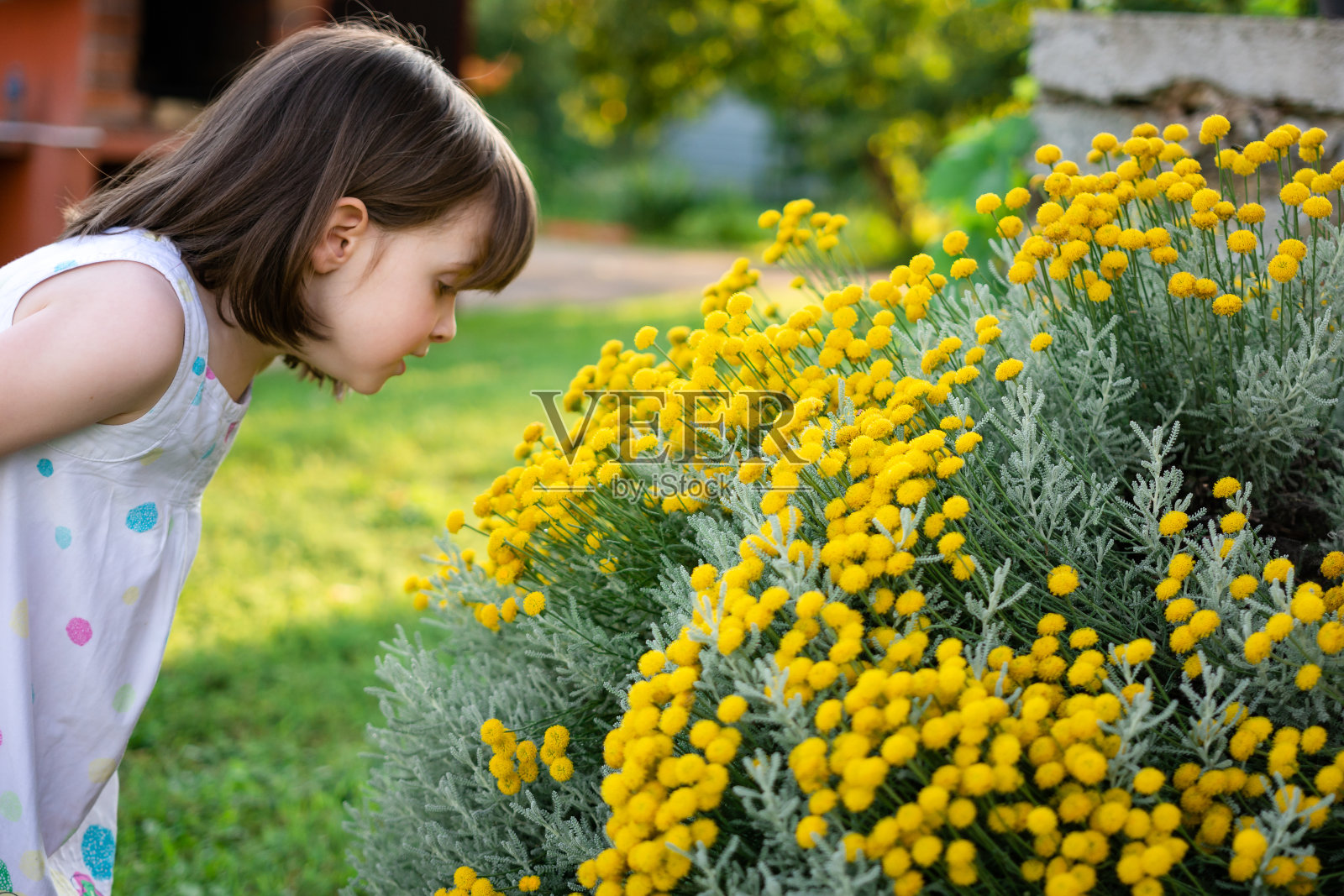 夏日里，一个女孩在院子里闻着一株不朽的植物照片摄影图片