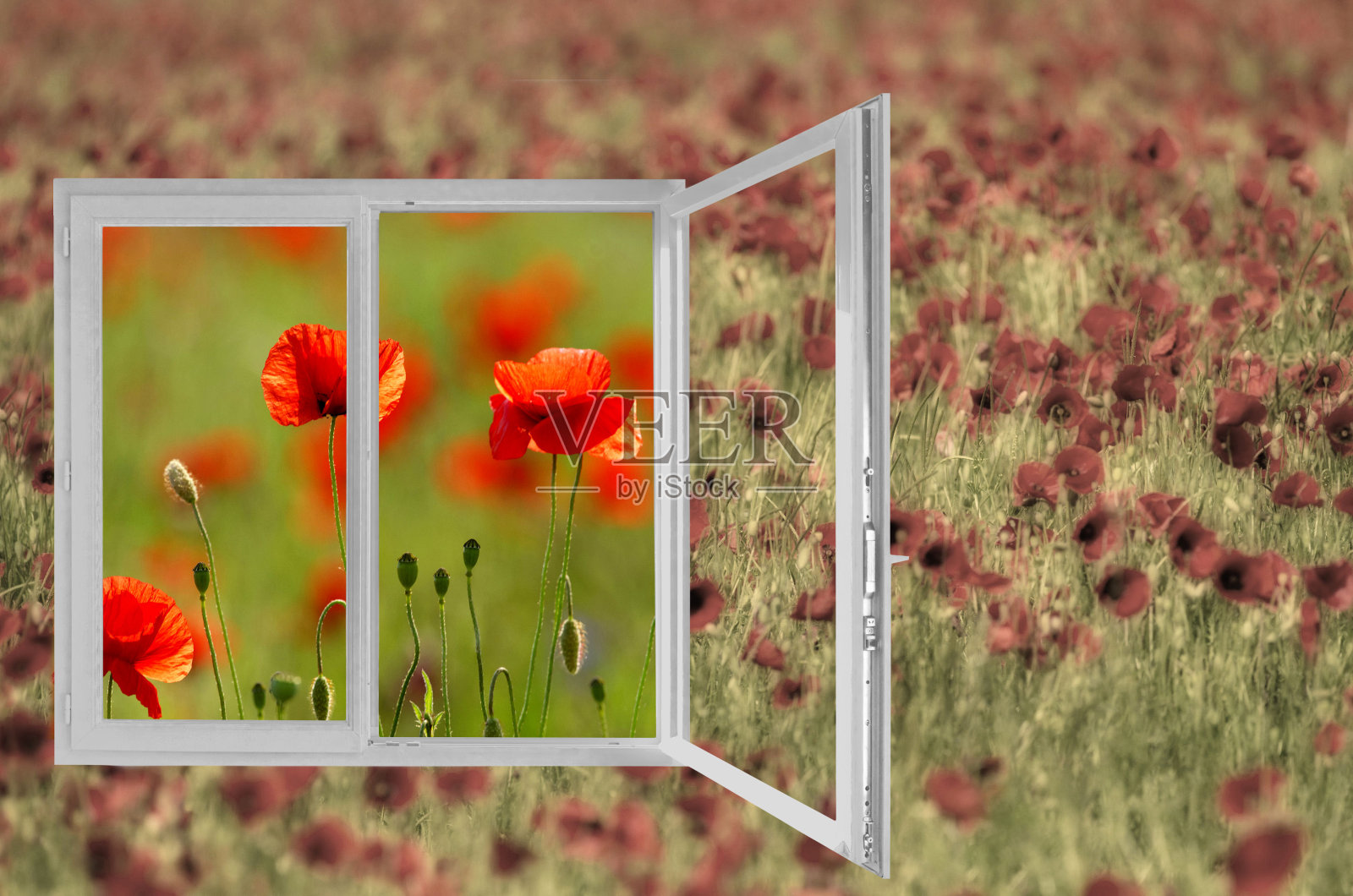 罂粟田照片摄影图片