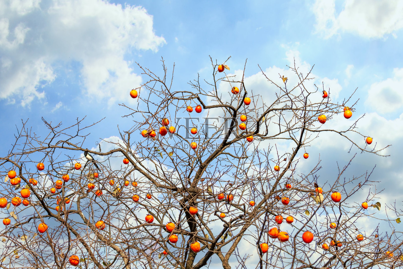 一只喜鹊想要吃柿子照片摄影图片