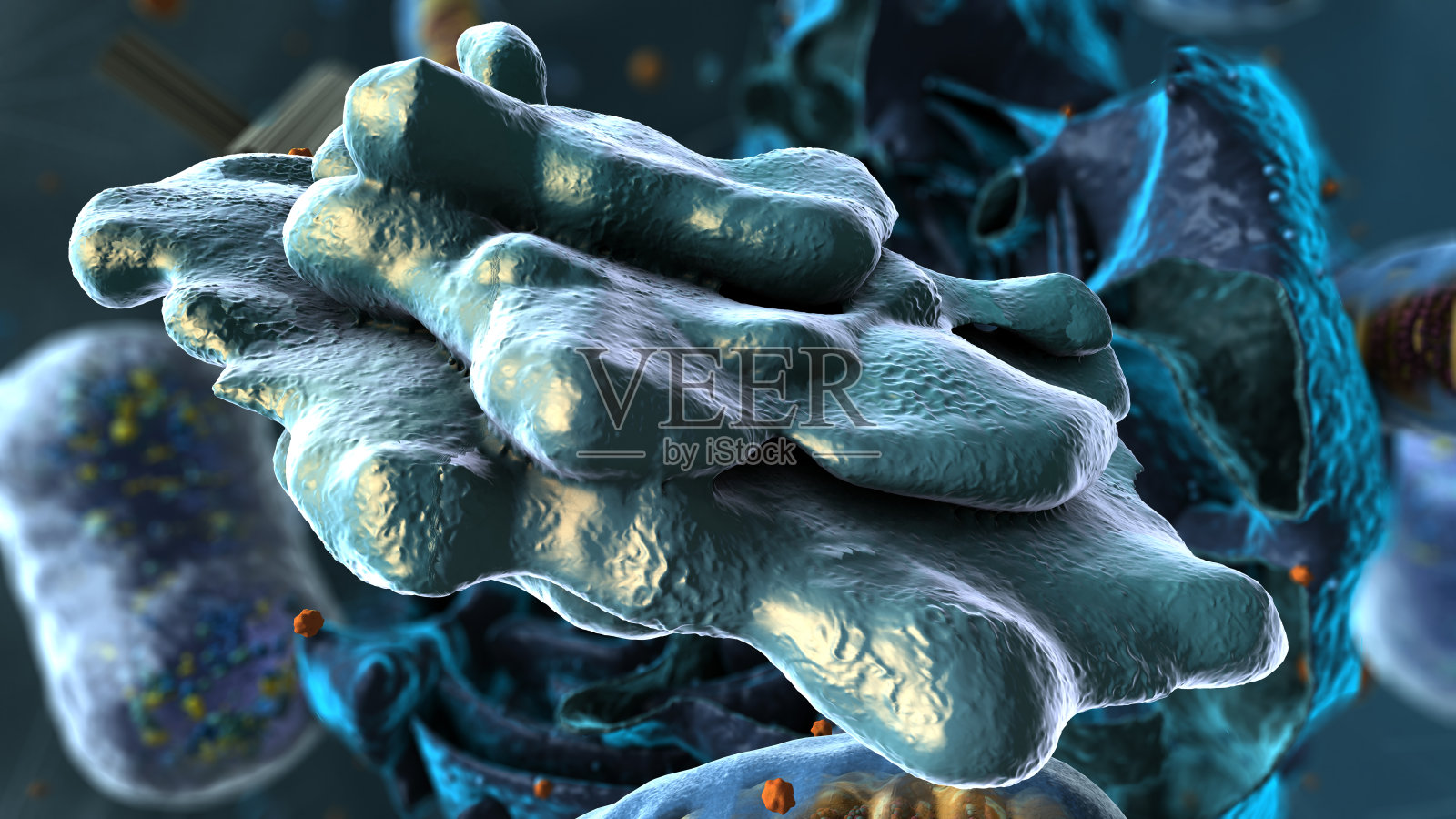 真核生物内部的细胞器，重点在高尔基体-三维插图照片摄影图片