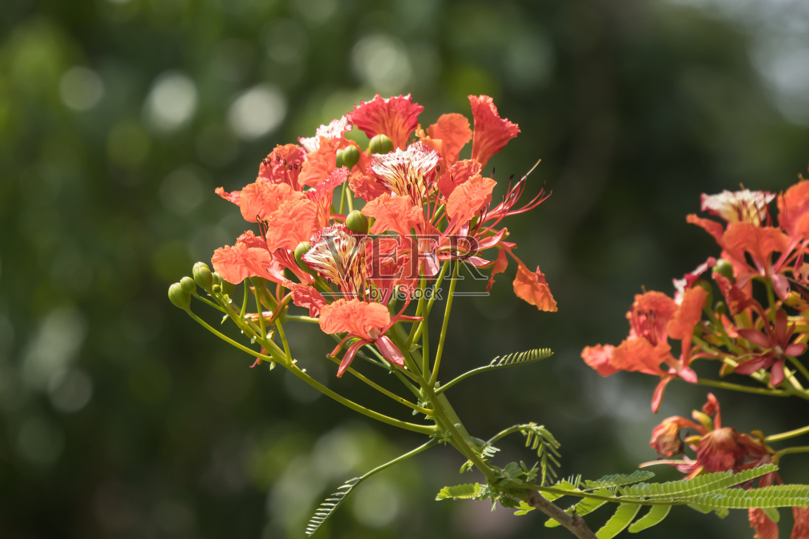 红色艳丽的花朵照片摄影图片