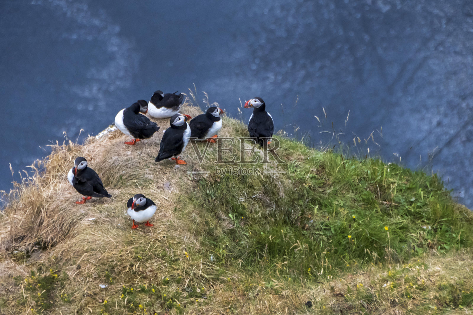 海雀在Dyrhólaey，岛照片摄影图片