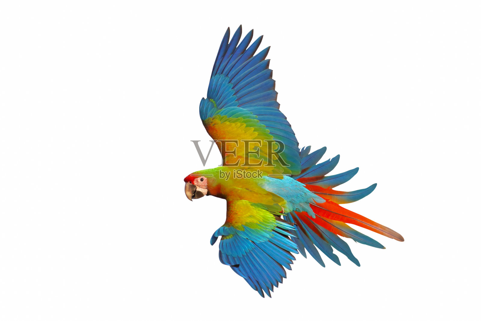 鹦鹉照片摄影图片