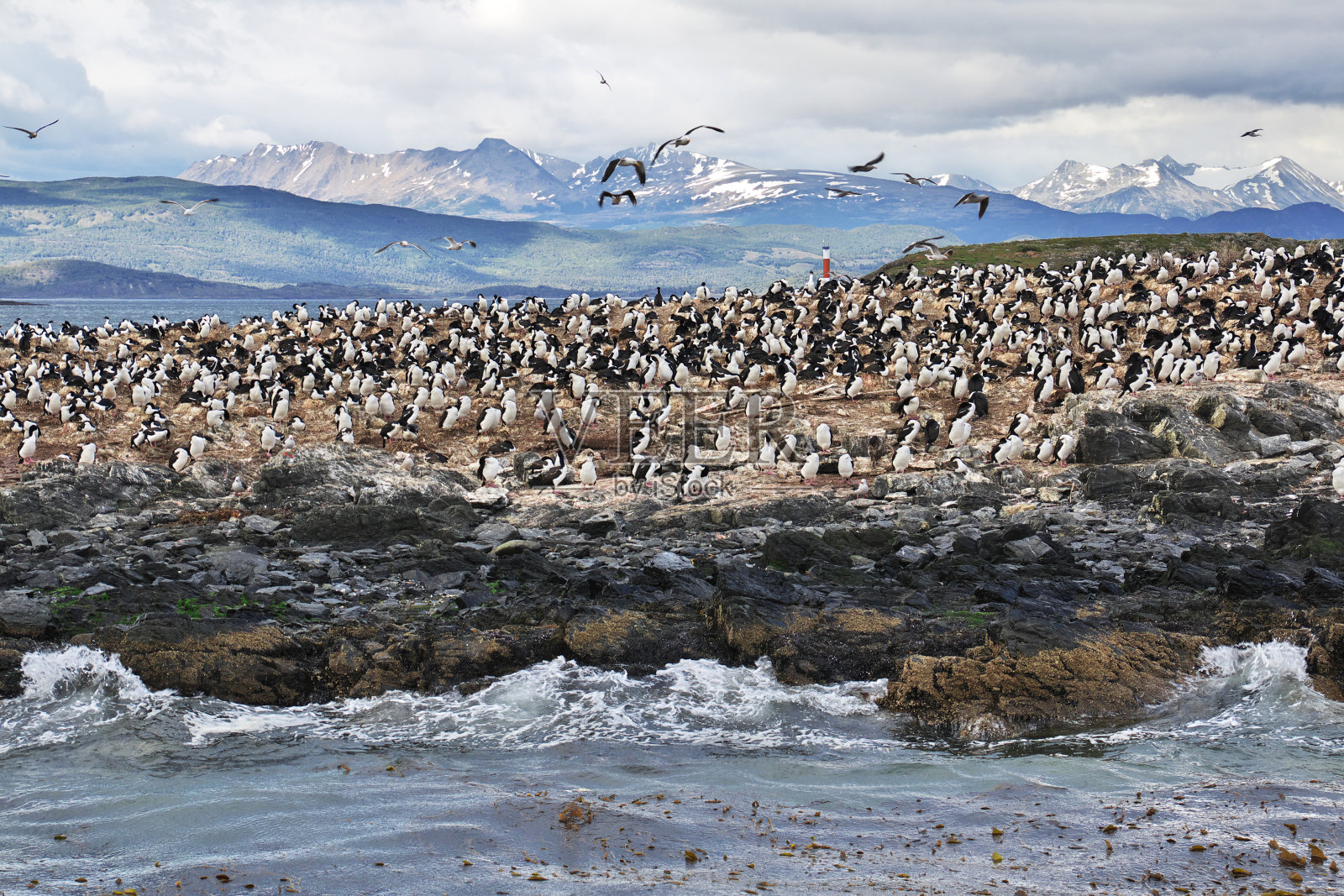 阿根廷火地岛乌斯怀亚市附近的比格尔海峡岛上的鸟类和企鹅照片摄影图片