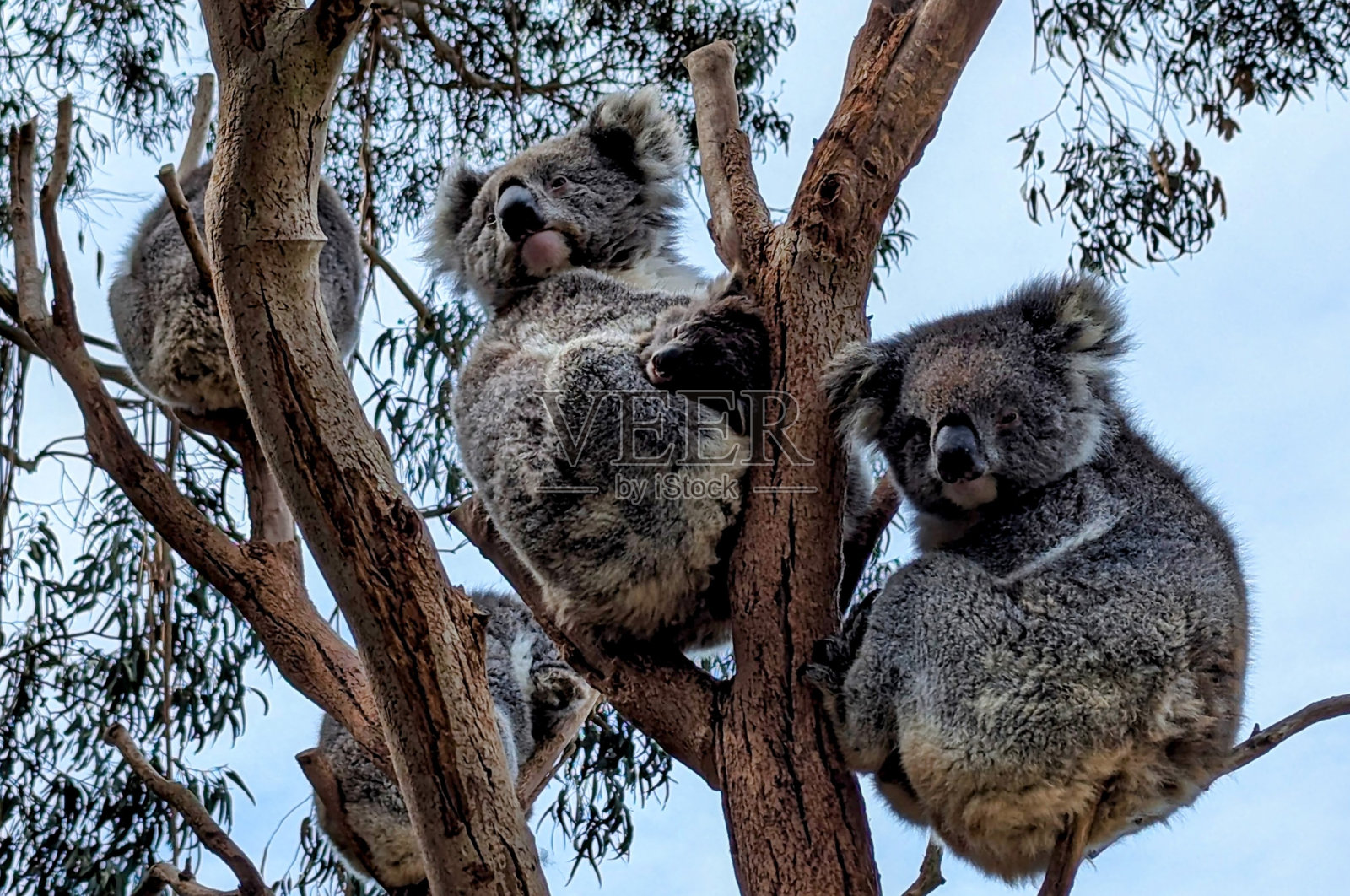 考拉与乔伊澳大利亚桉树照片摄影图片