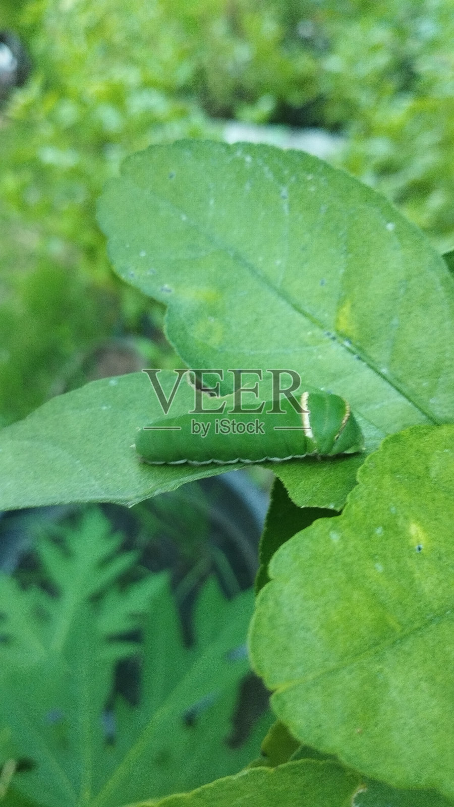 花园绿柠檬叶上的虫子。照片摄影图片