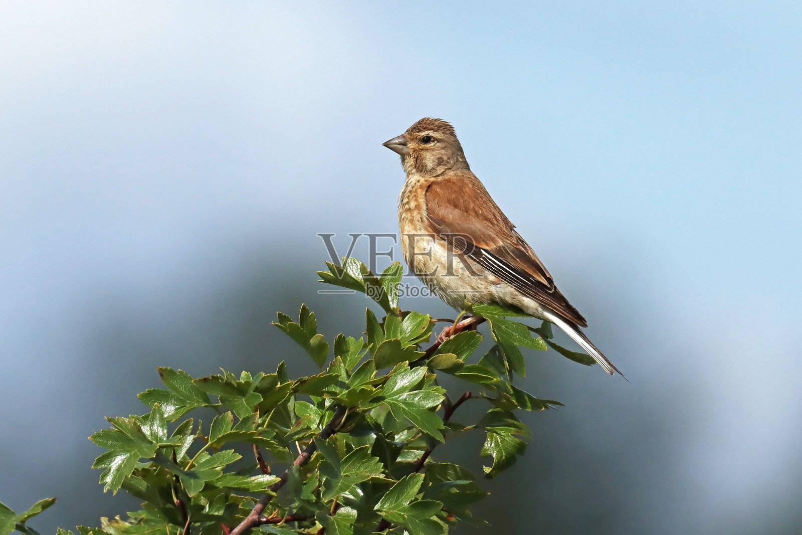 亚麻红雀-普通红雀(亚麻红雀属)。照片摄影图片